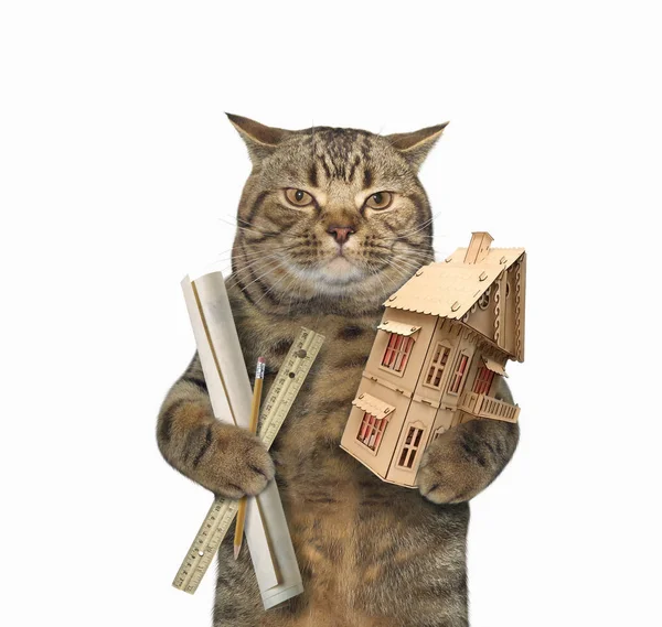 Gato arquitecto trabajando en el sitio
